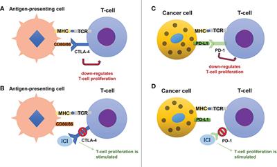 Thyroid-related adverse events induced by immune checkpoint inhibitors